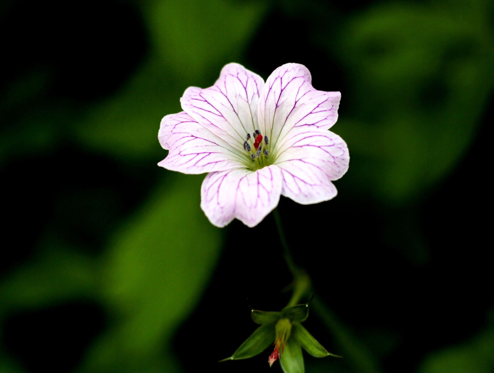 Canon EOS 600D (Rebel EOS T3i / EOS Kiss X5) + Canon EF 50mm F1.8 STM sample photo. Geranium versicolor, pelagonia, garden photography