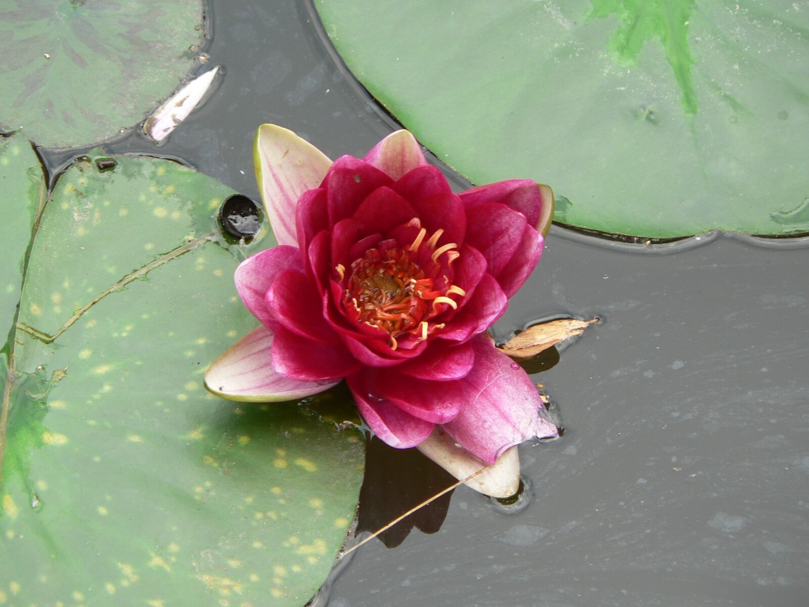 Panasonic DMC-FZ5 sample photo. Water lily, flower, flower photography