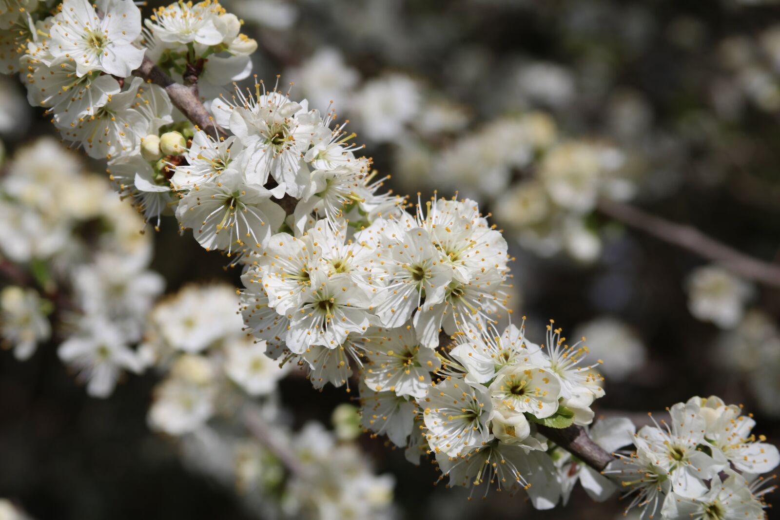 Canon EOS 750D (EOS Rebel T6i / EOS Kiss X8i) + Canon EF 28-135mm F3.5-5.6 IS USM sample photo. Blossom, plum blossom, spring photography