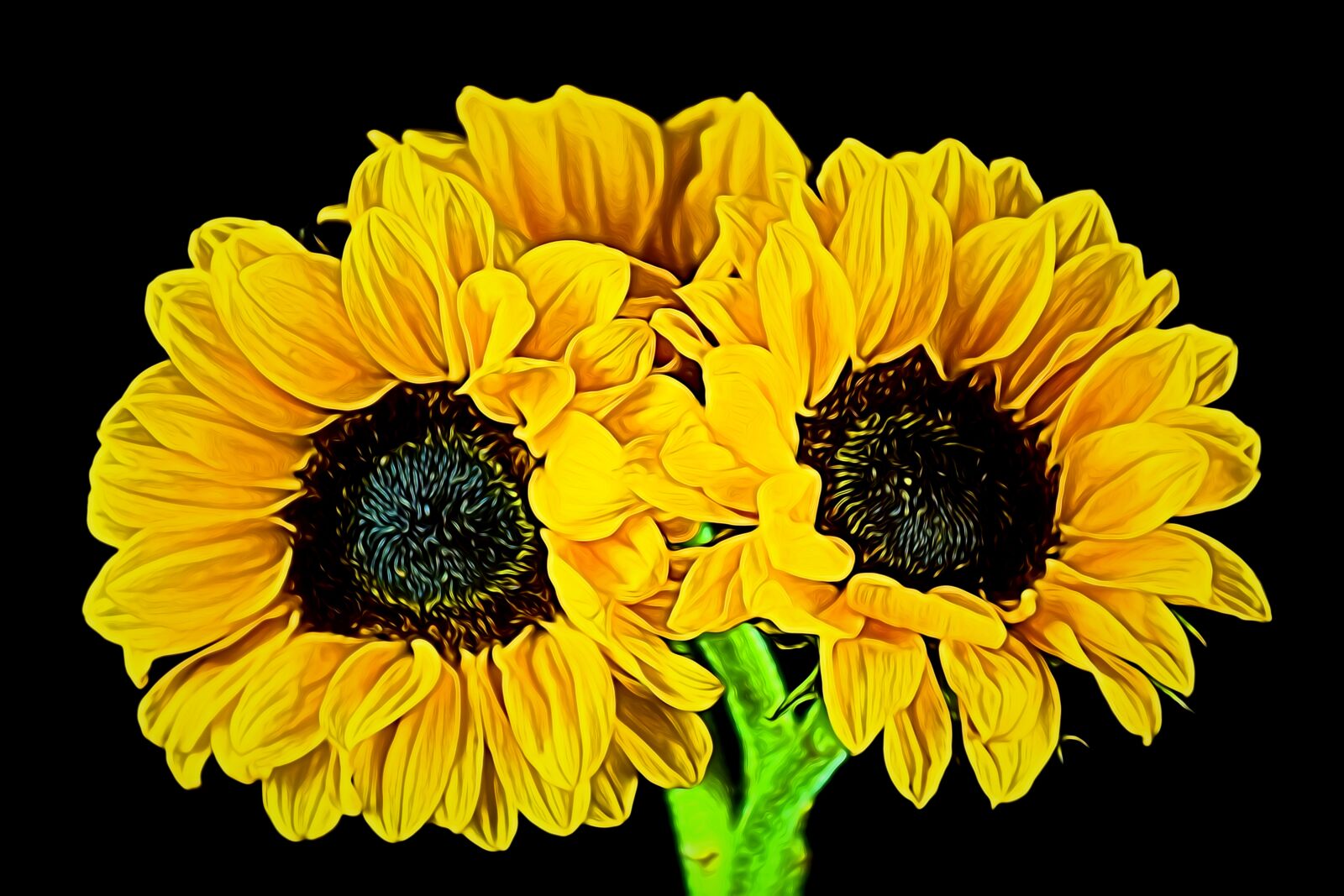 Nikon D5500 sample photo. Sunflower, floral, flower photography