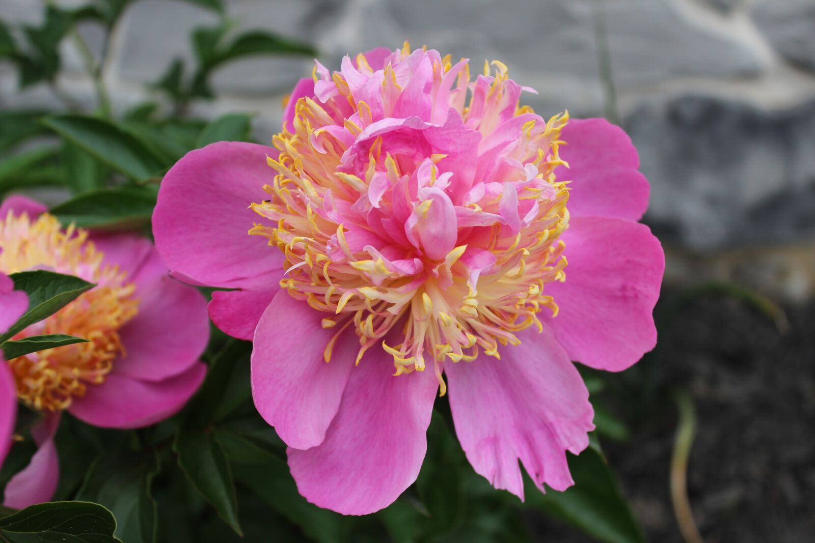 Canon EOS 600D (Rebel EOS T3i / EOS Kiss X5) sample photo. Pink, peony, flower photography