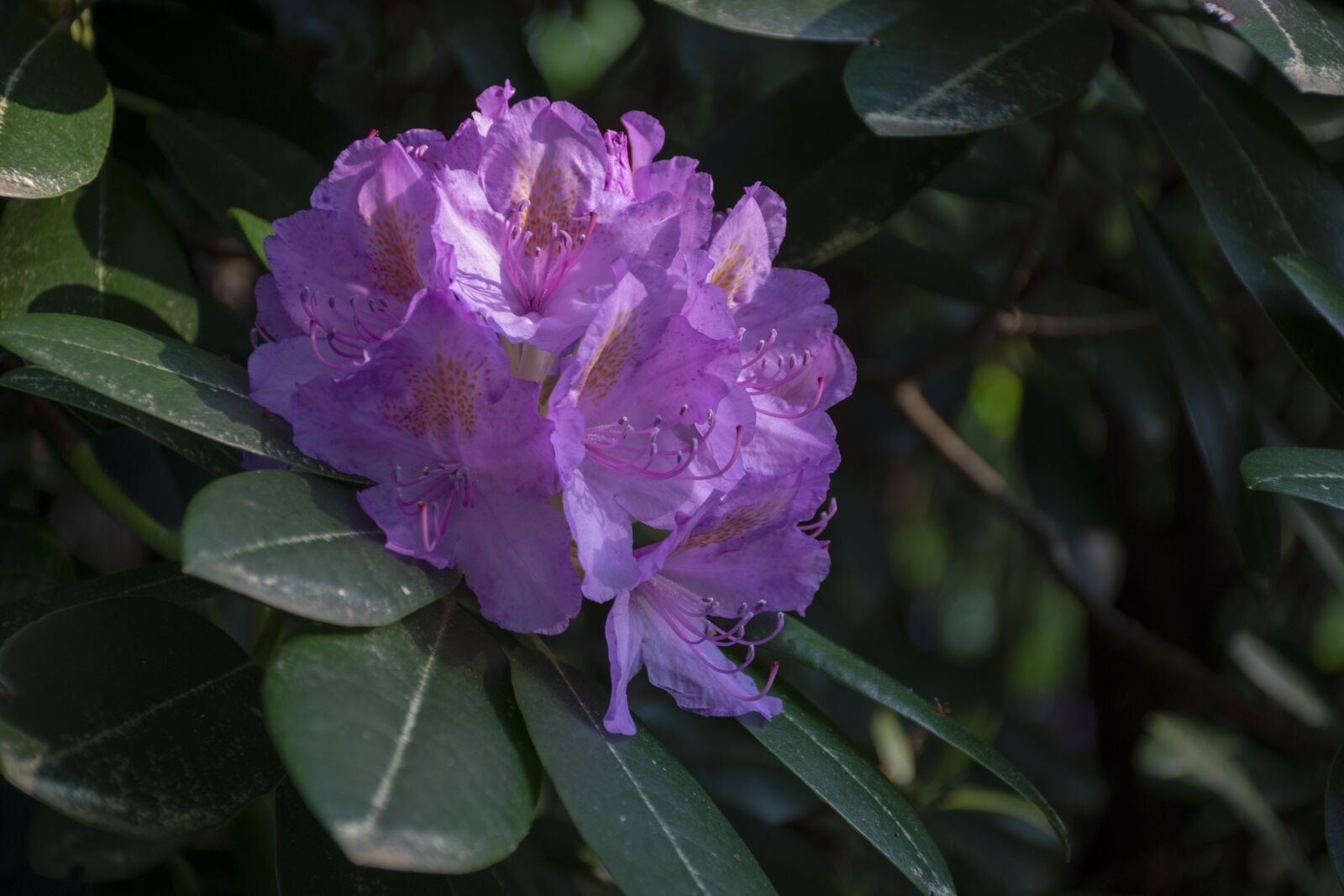 Nikon D7200 sample photo. Nature, flower, flowering photography