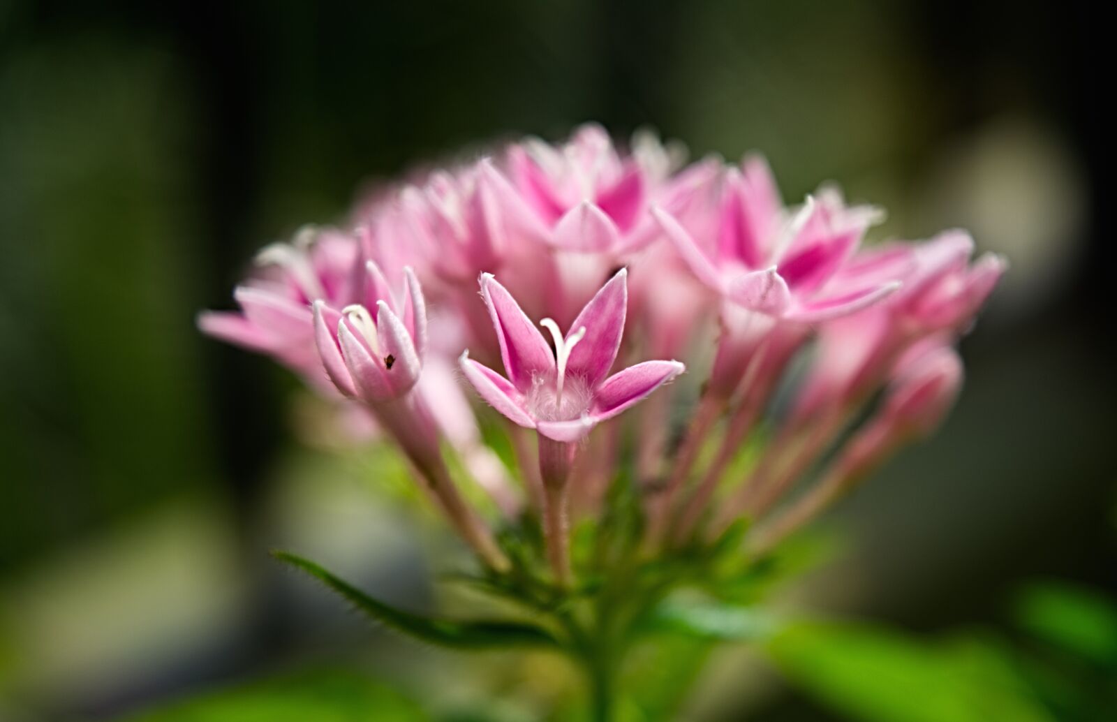 Nikon D5200 sample photo. Flower, bloom, floral photography