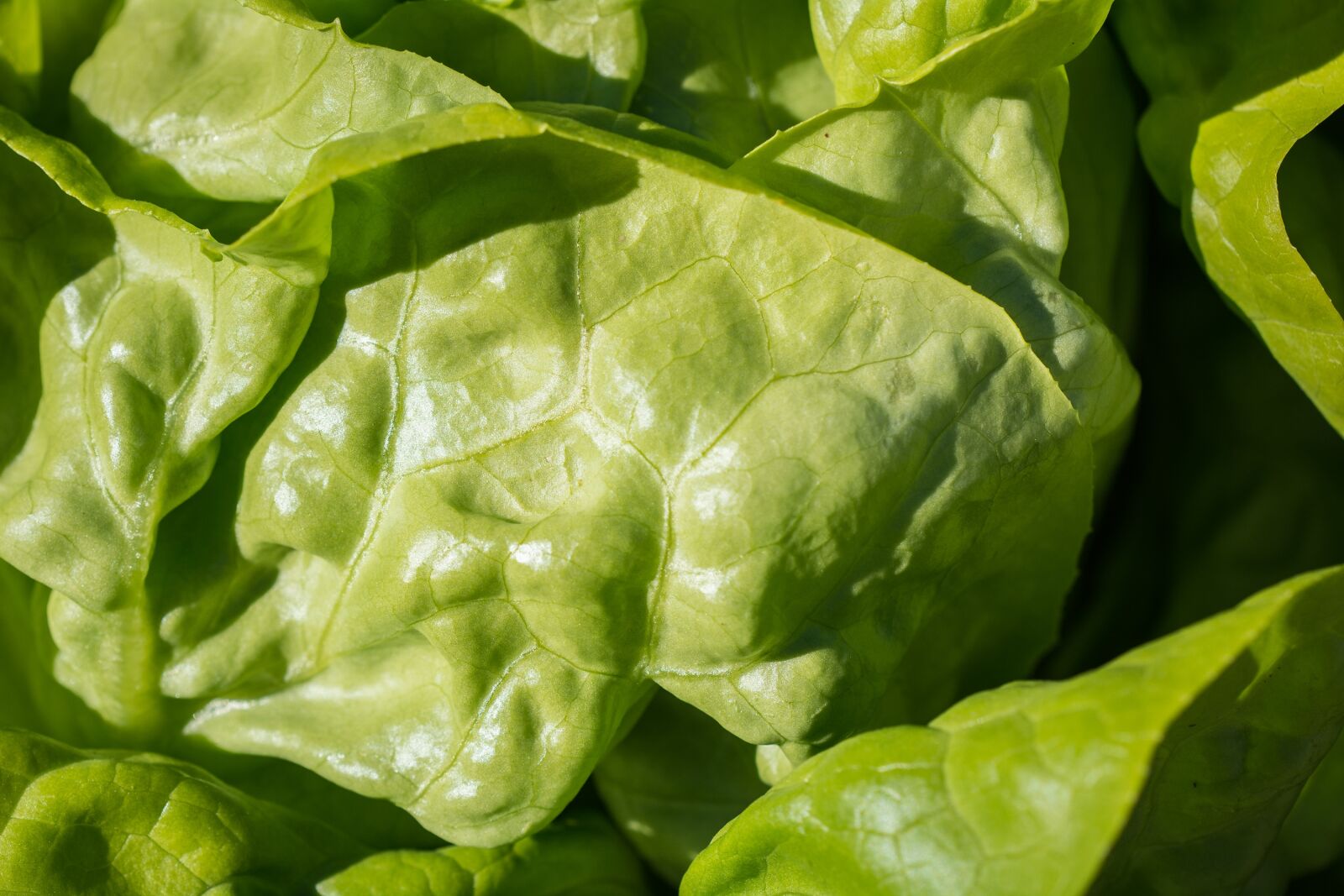 Nikon D7100 sample photo. Salad, green, leaf lettuce photography