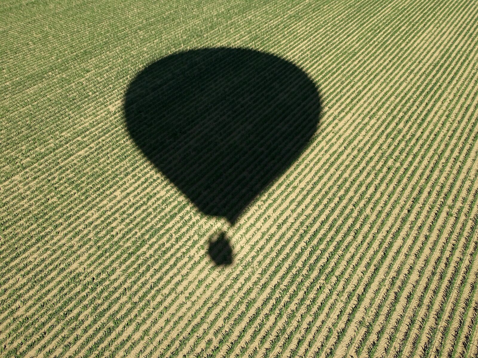 Sony Cyber-shot DSC-HX400V sample photo. Cornfield, hot air balloon photography