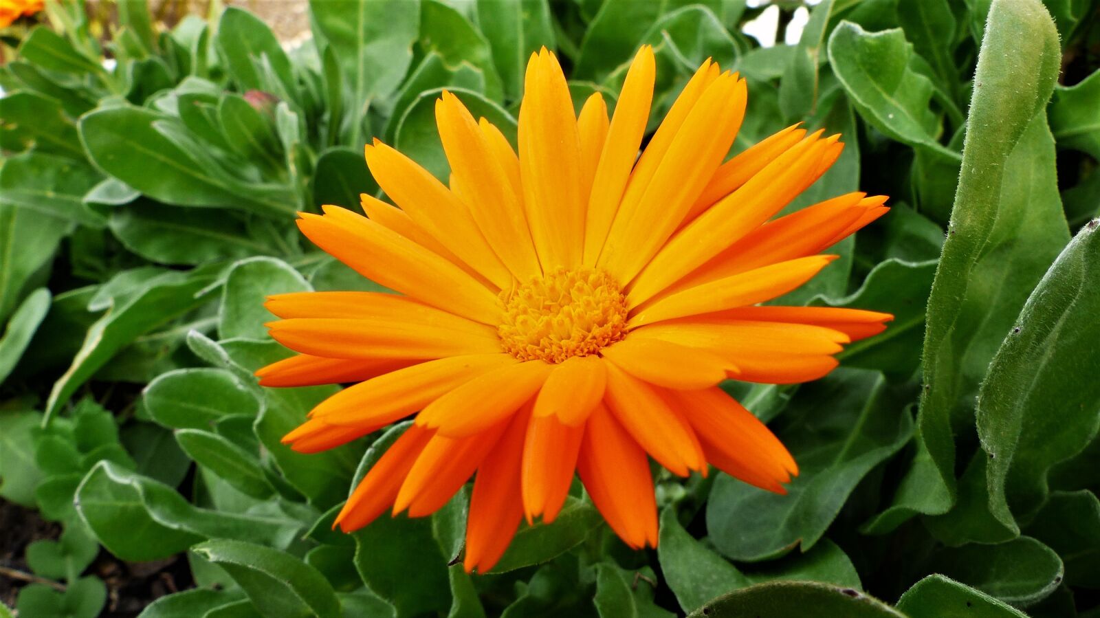 Panasonic Lumix DMC-FZ200 sample photo. Plant, flower, nature photography