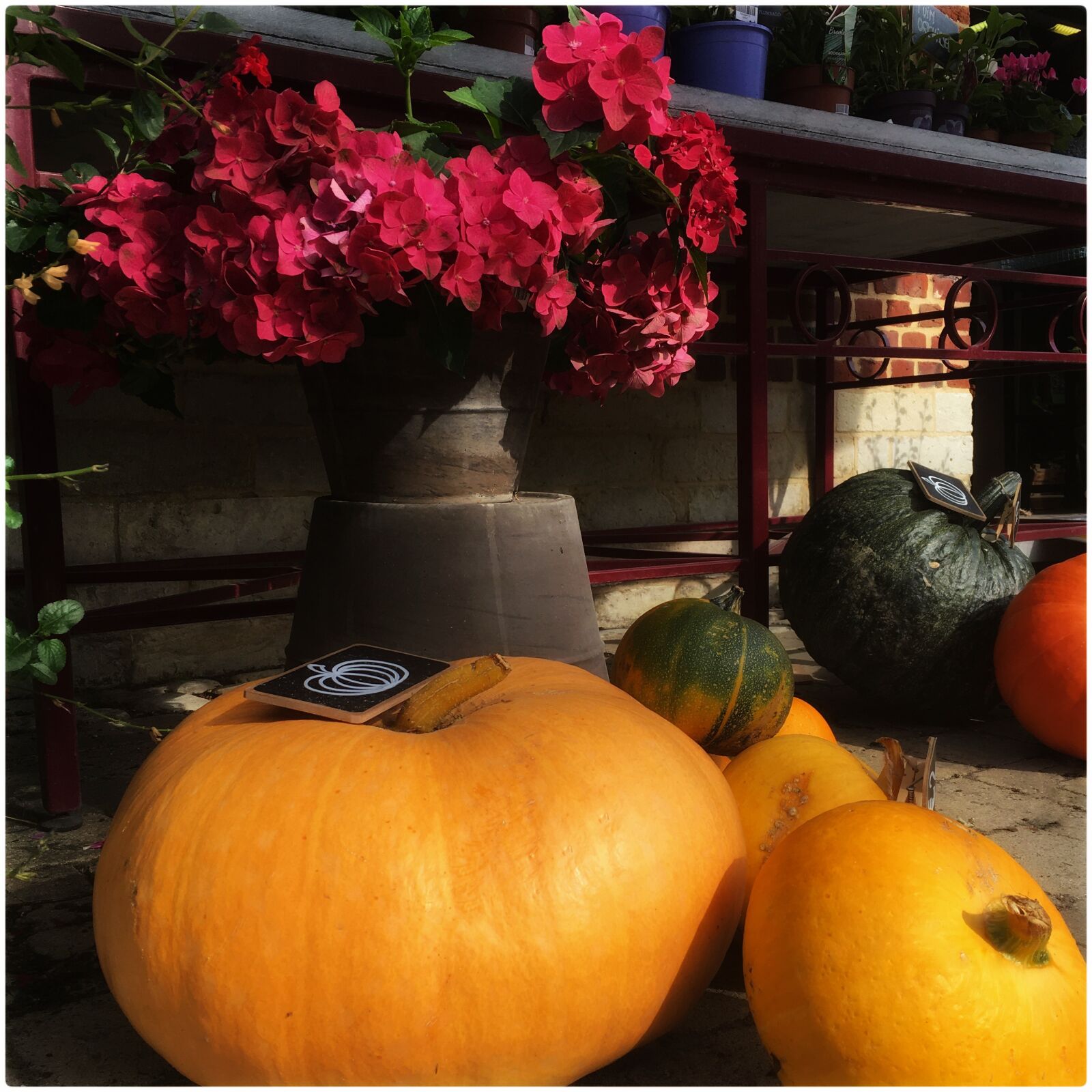 Apple iPhone 6s sample photo. Halloween, pumpkins, decoration photography