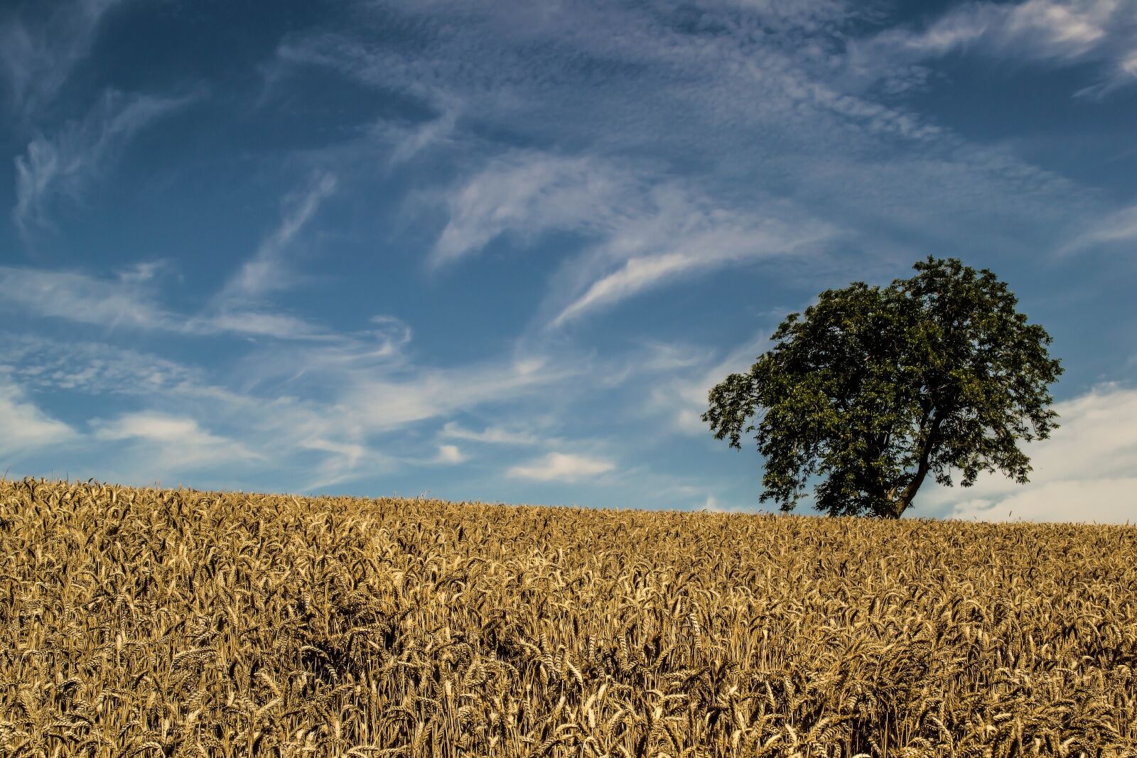 Nikon D3100 sample photo. Tree, field, sky photography