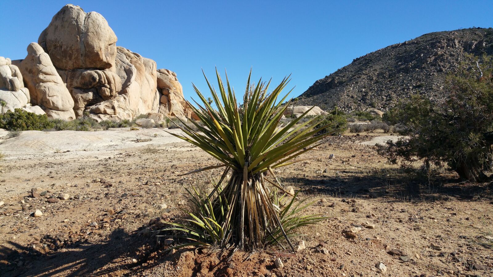 Samsung Galaxy Note4 sample photo. Plant, desert, vegetation photography