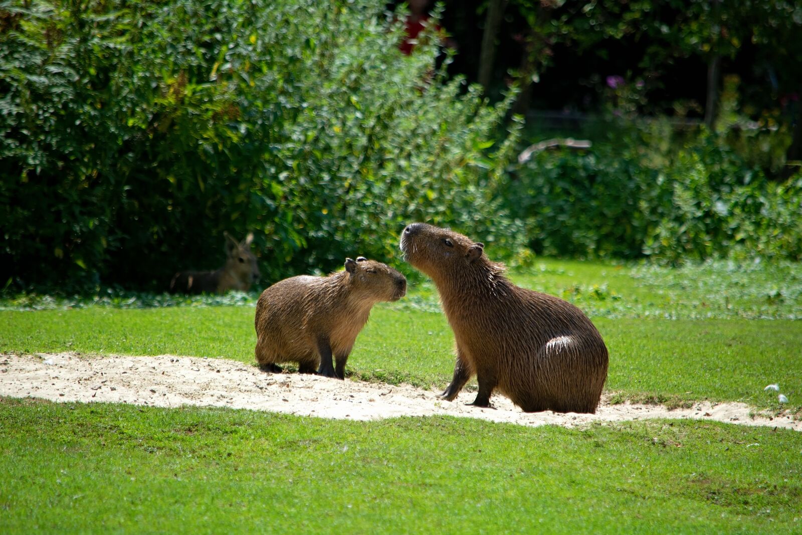 Nikon D7100 sample photo. Capybara, water pigs, rodent photography