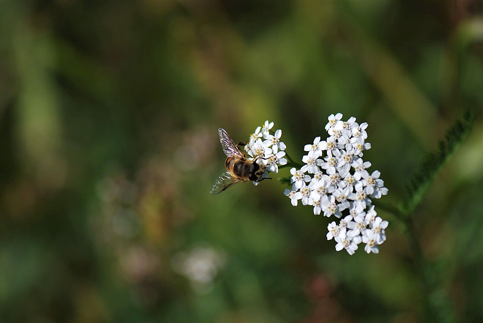 Nikon D80 sample photo. Bee, blossom, bloom photography