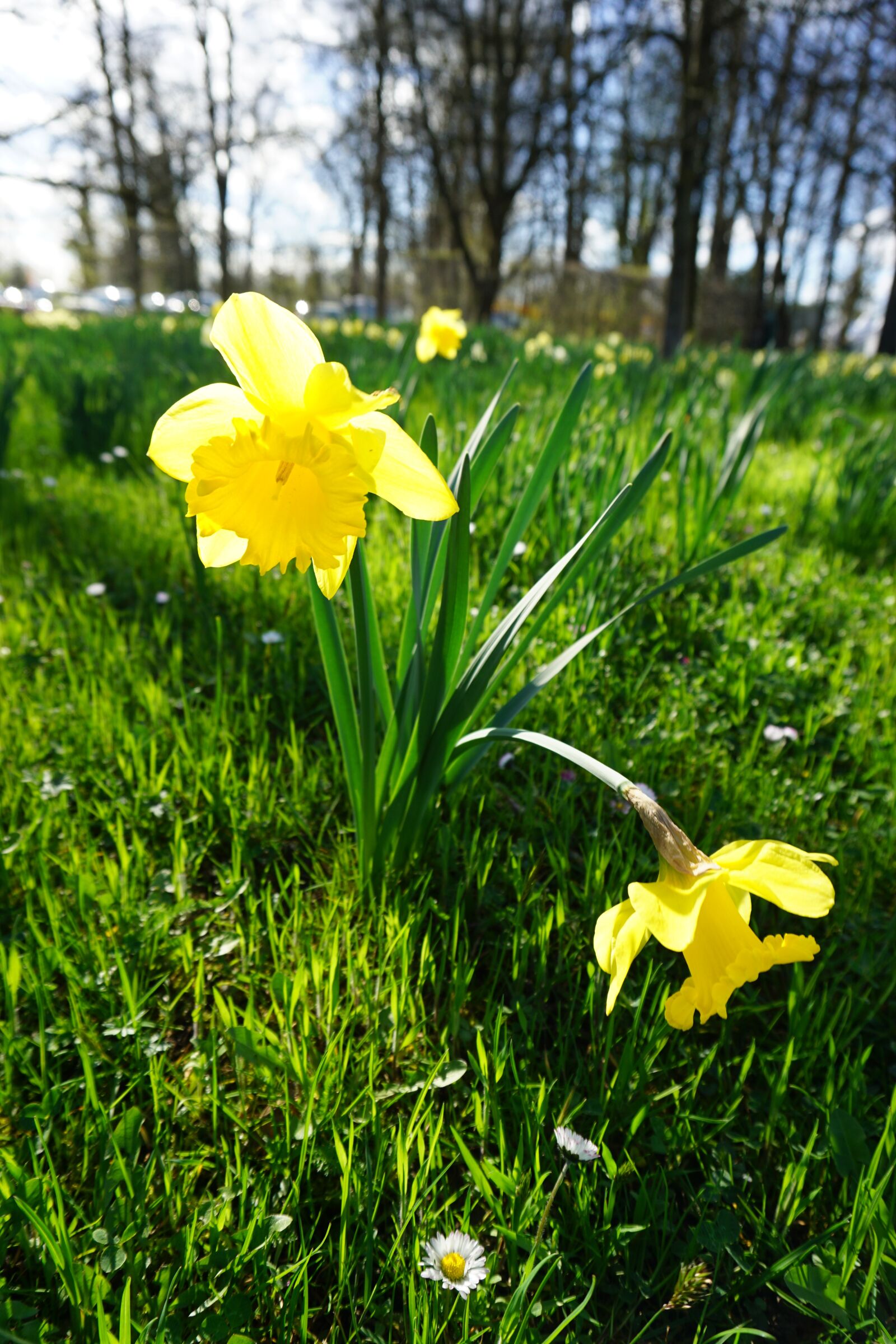 Sony E 16-50mm F3.5-5.6 PZ OSS sample photo. Flower, nature, yellow photography