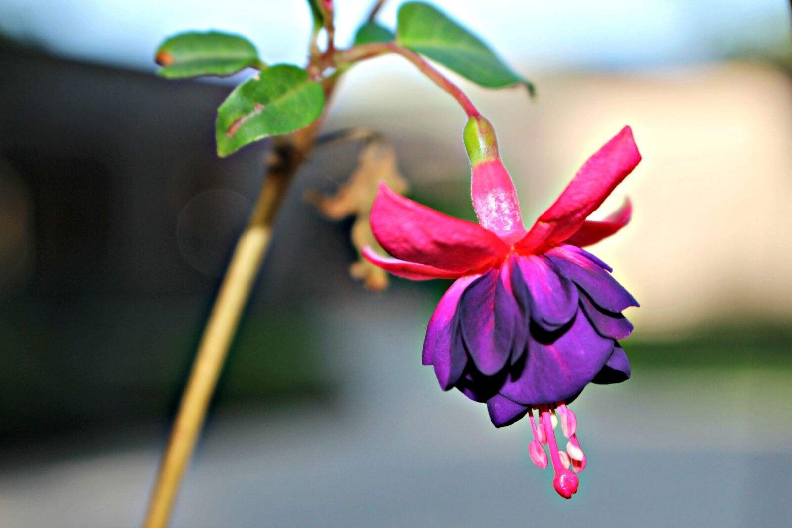 Canon EOS 100D (EOS Rebel SL1 / EOS Kiss X7) sample photo. Flower, garden, purple photography