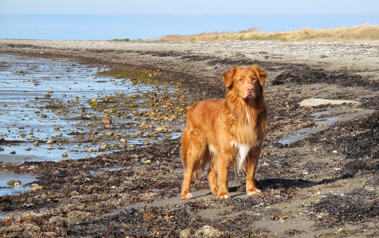 Canon PowerShot G10 sample photo. Toller, beach, dog photography