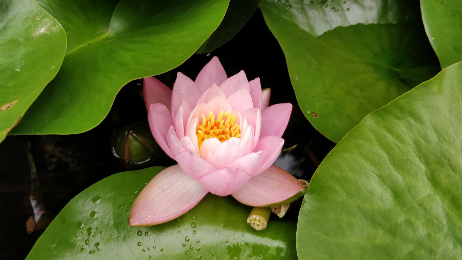 OnePlus 5 sample photo. Nature, water, lily photography