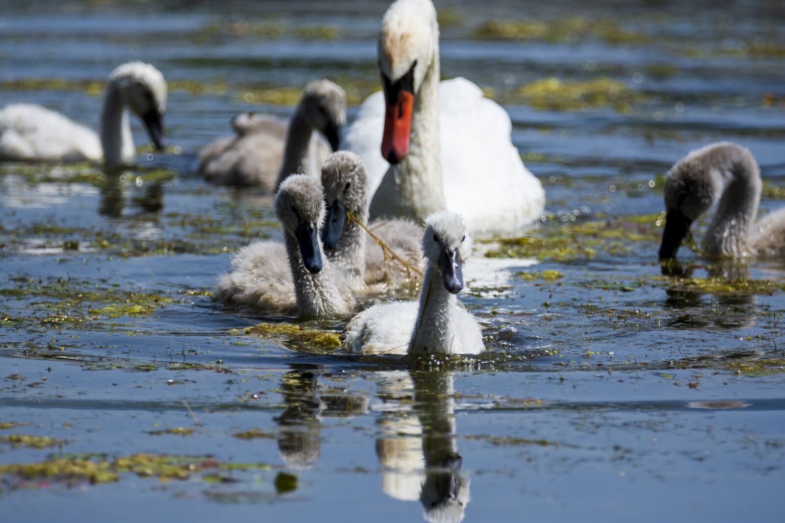 Nikon D7200 sample photo. Swan, nature, bird photography