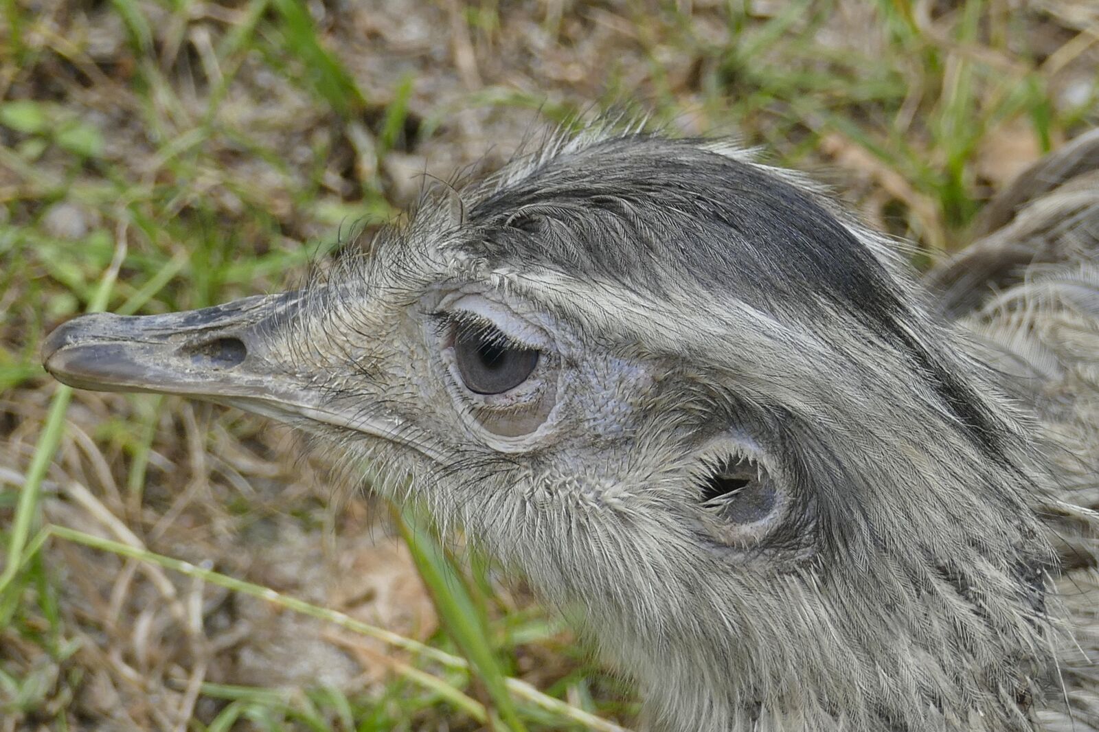 Panasonic Lumix DMC-FZ1000 sample photo. Rhea bird, australia, flightless photography