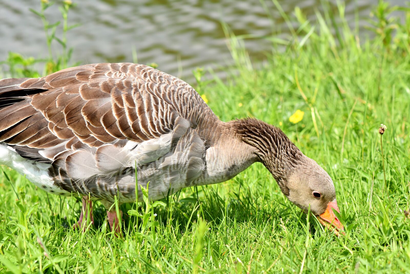 Nikon D7200 sample photo. Goose, greylag goose, wild photography