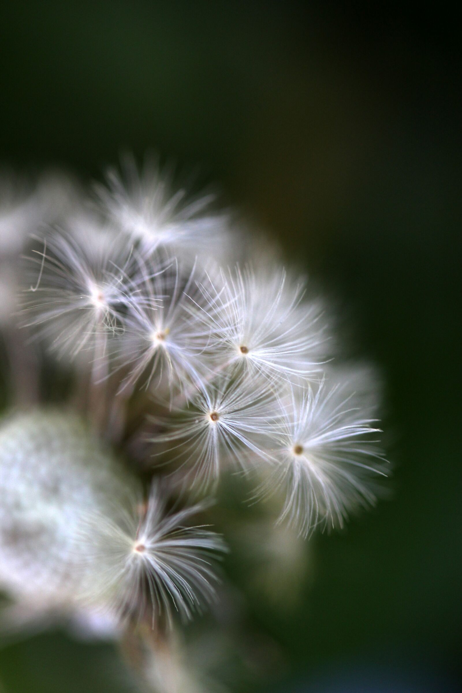 Canon EF-S 60mm F2.8 Macro USM sample photo. Dandelion, down, plant photography