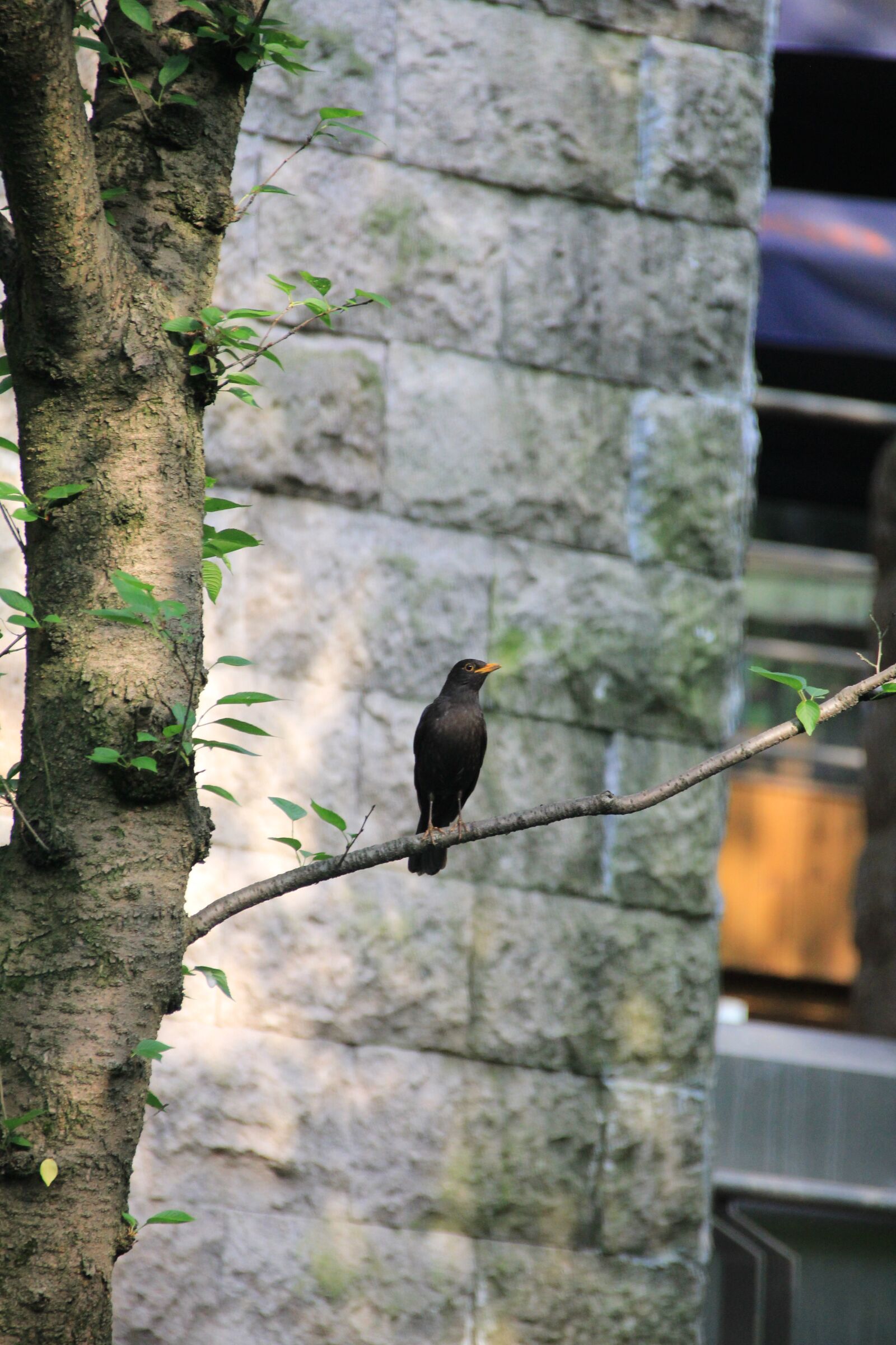 Canon EOS 60D sample photo. Bird, view, xihu photography