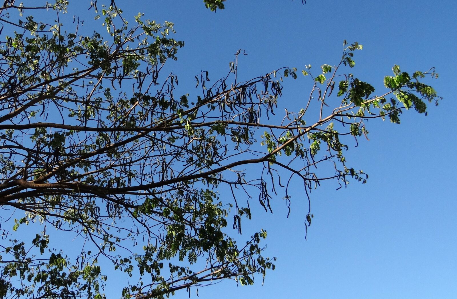 Sony DSC-HX200V sample photo. Rain tree, tree, monkeypod photography
