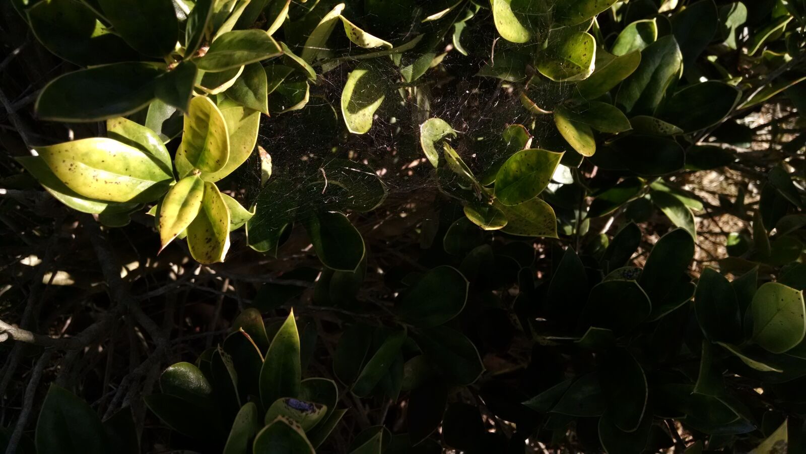 Motorola XT1080 sample photo. Leaves, kansas, plant life photography