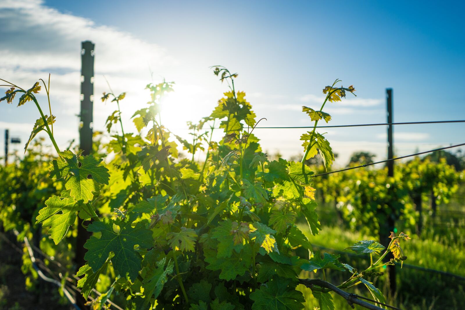 Sony a7 + Sony FE 28-70mm F3.5-5.6 OSS sample photo. Vineyard, wine, napa photography