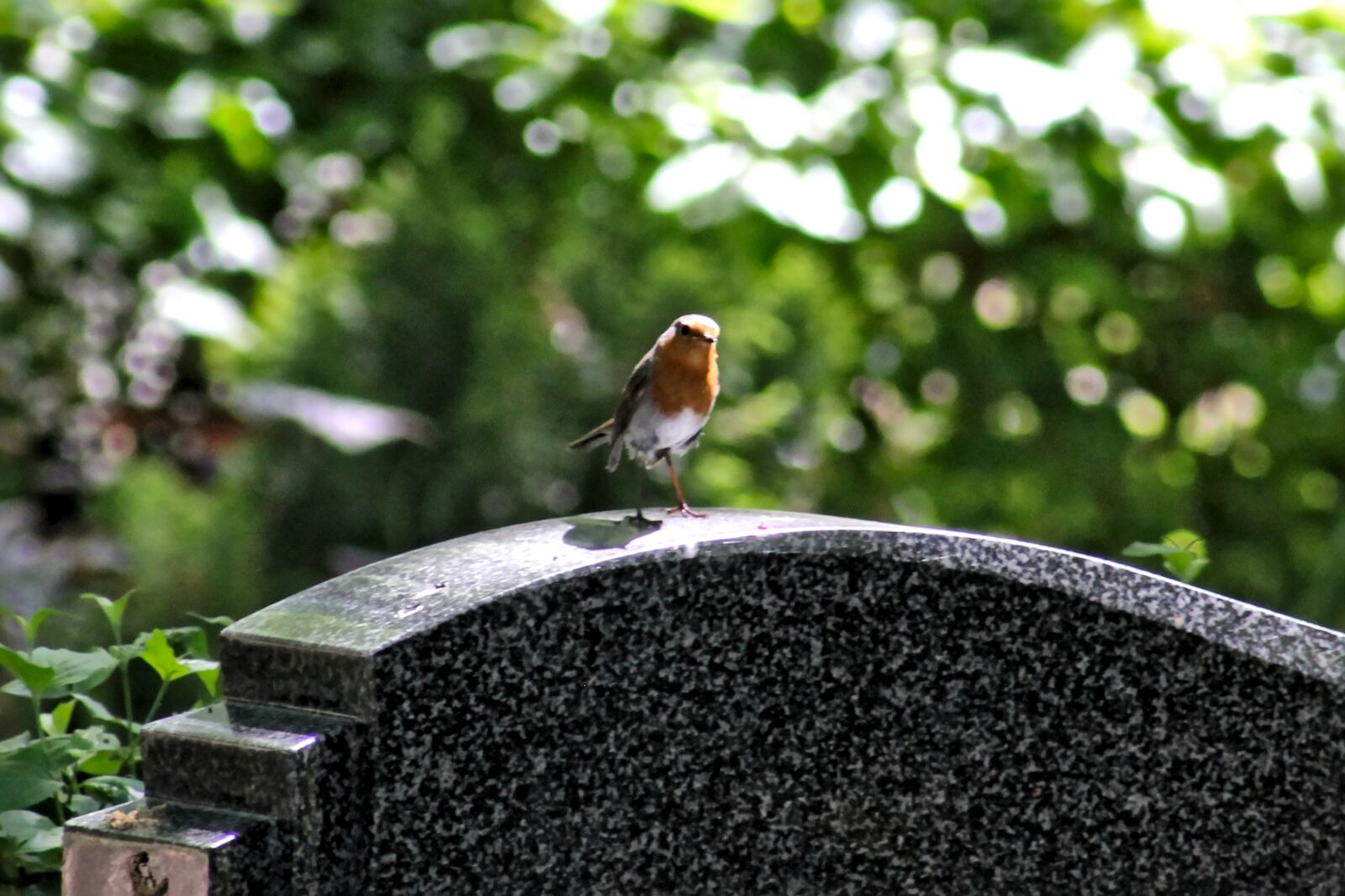 Canon EOS 550D (EOS Rebel T2i / EOS Kiss X4) sample photo. Robin, bird, animal world photography