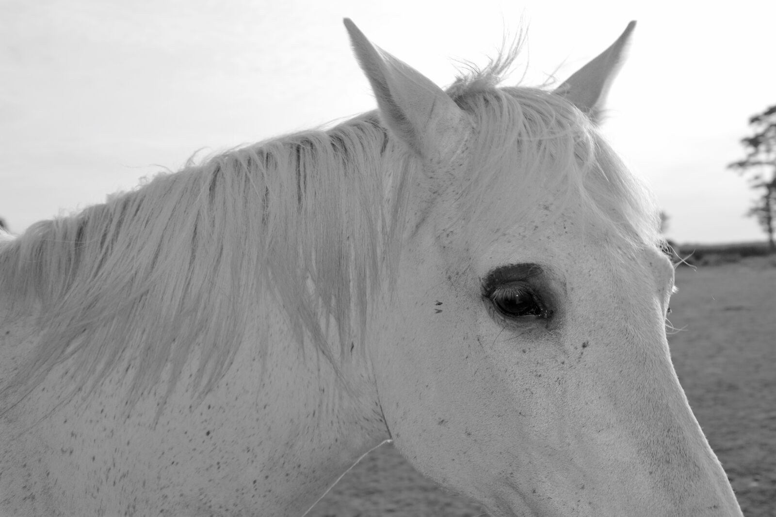 Nikon D5200 sample photo. Horse, white, eye photography