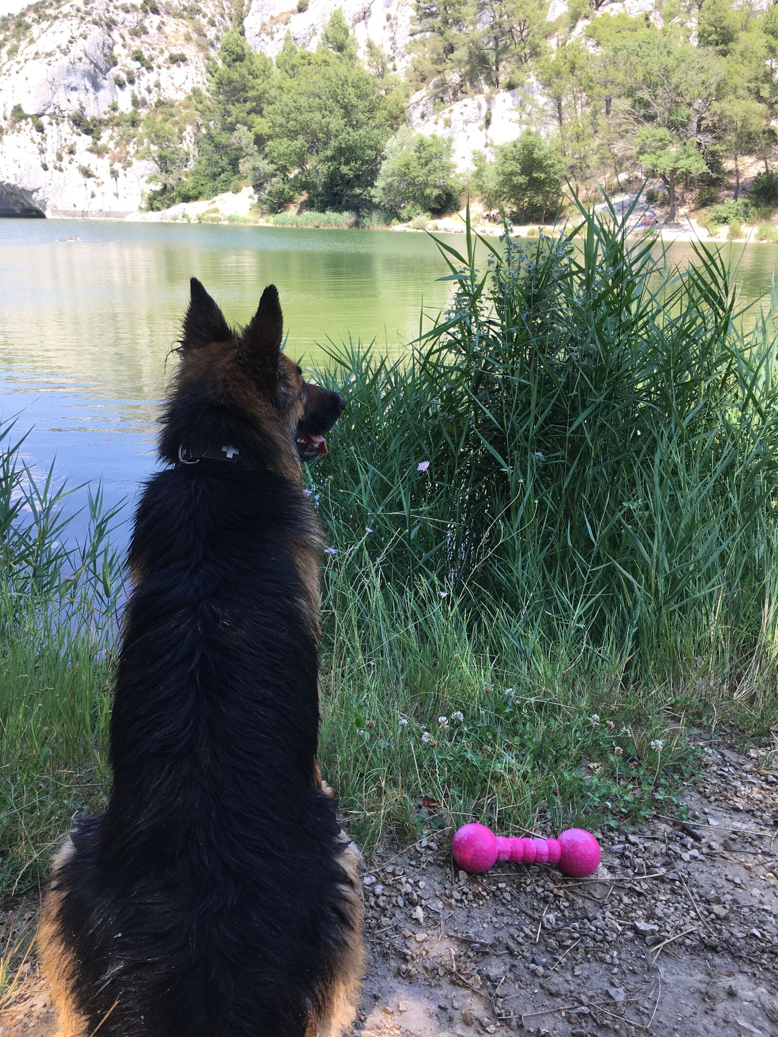 iPhone 6s Plus back camera 4.15mm f/2.2 sample photo. Dog, lake, mountains photography