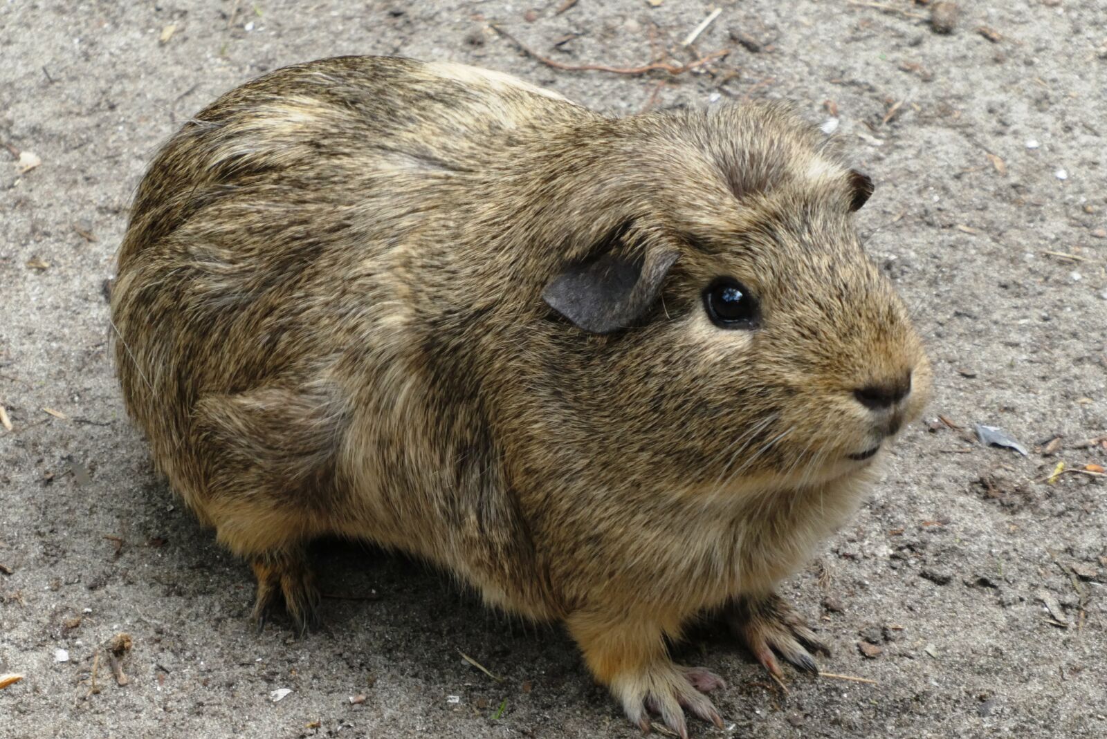 Panasonic Lumix DC-ZS70 (Lumix DC-TZ90) sample photo. Guinea pig, coat, head photography