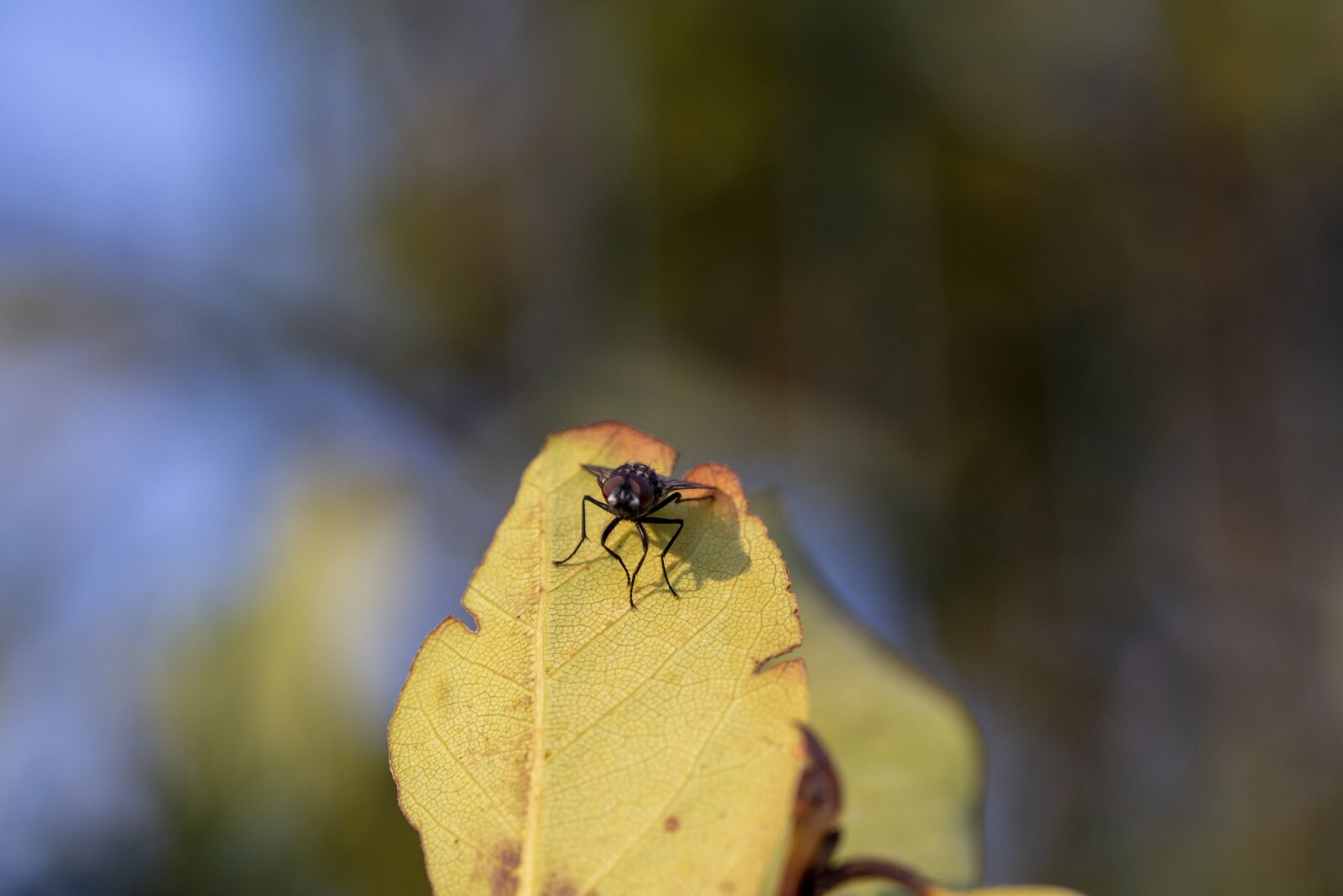 Nikon D600 sample photo. Fly, nature, animal photography