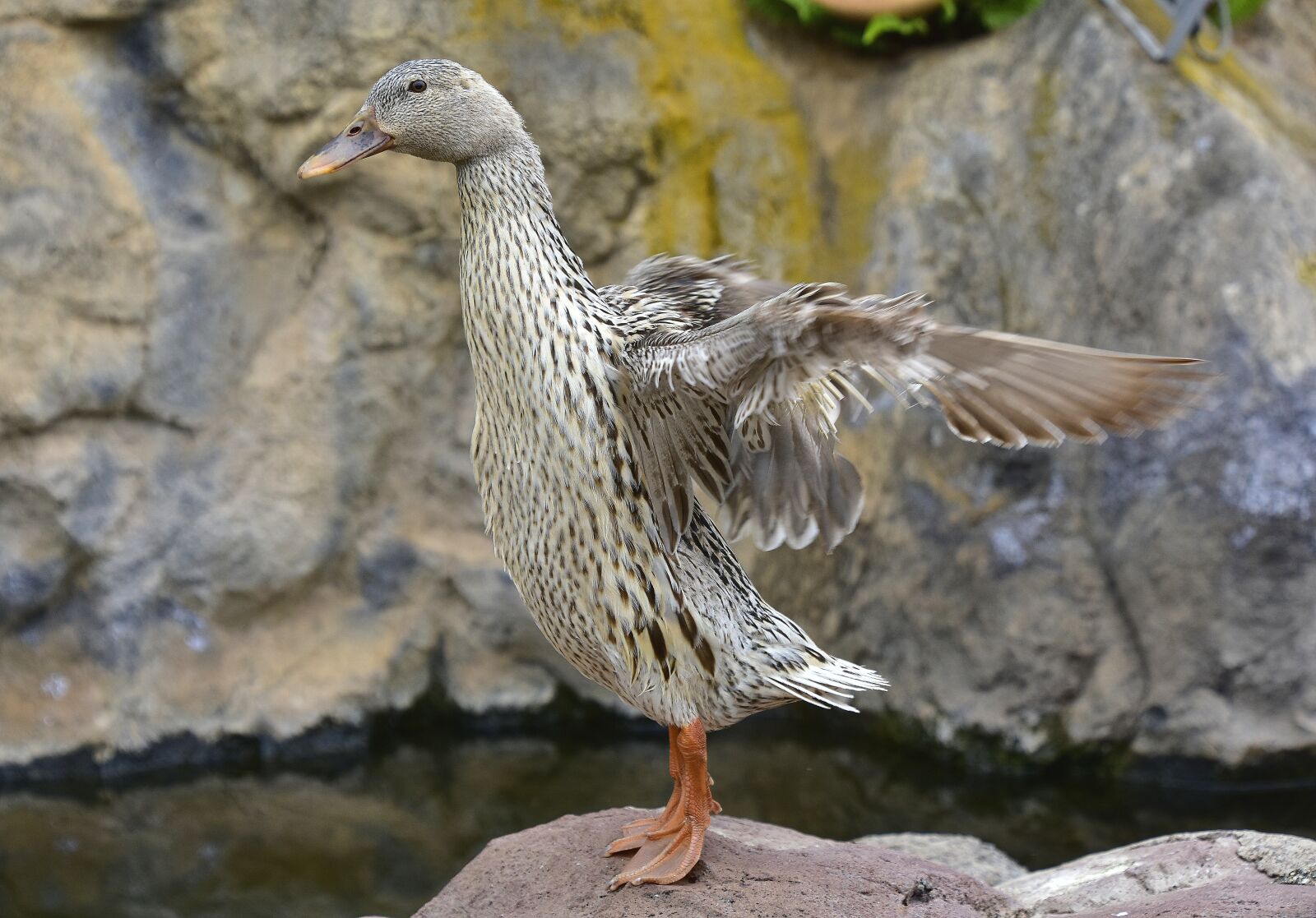 Nikon D7200 sample photo. Birds, duck, wild ducks photography