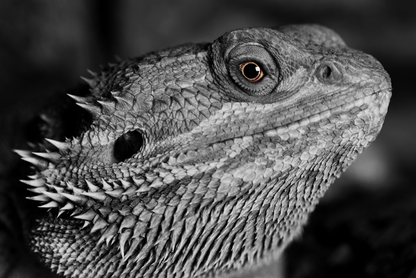 Nikon D200 sample photo. Bearded dragon, animal, lizard photography