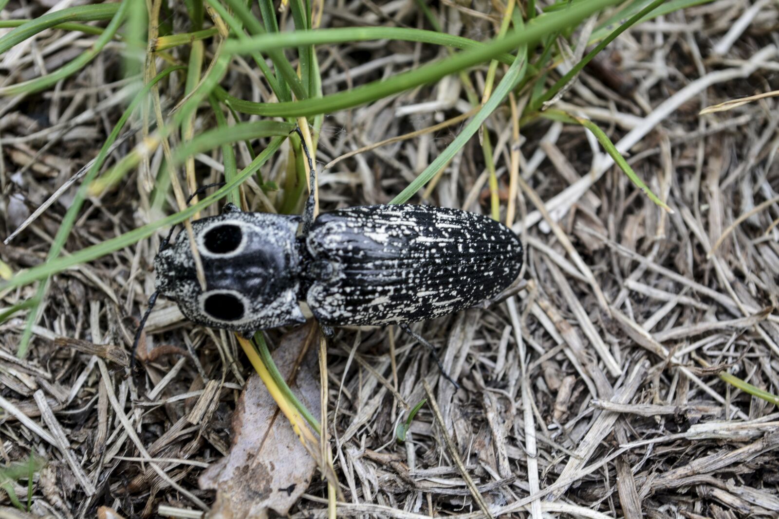 Nikon D5200 sample photo. Bug, nature, insect photography