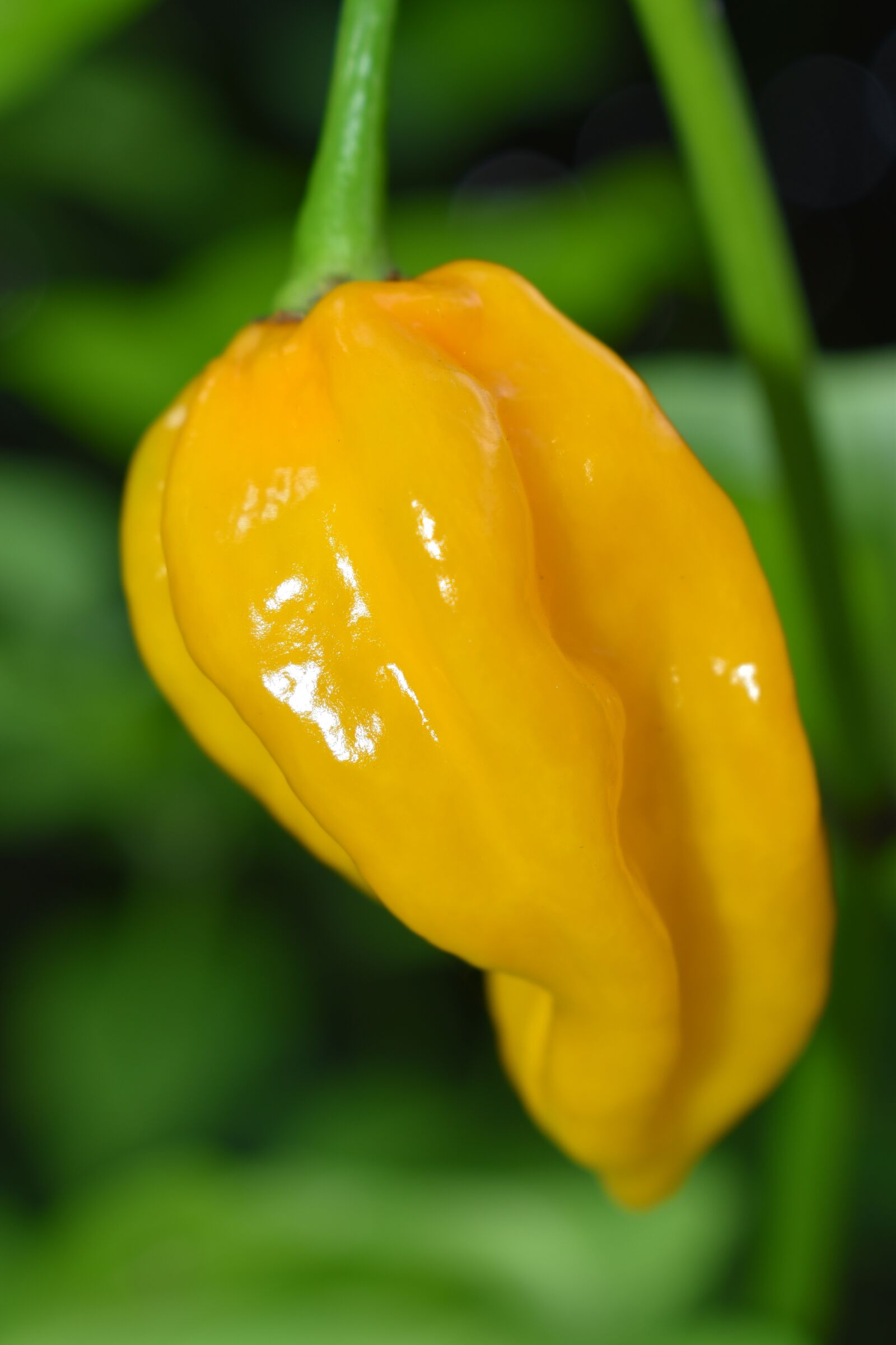 Nikon D5600 sample photo. Chili pepper, spicy, yellow photography