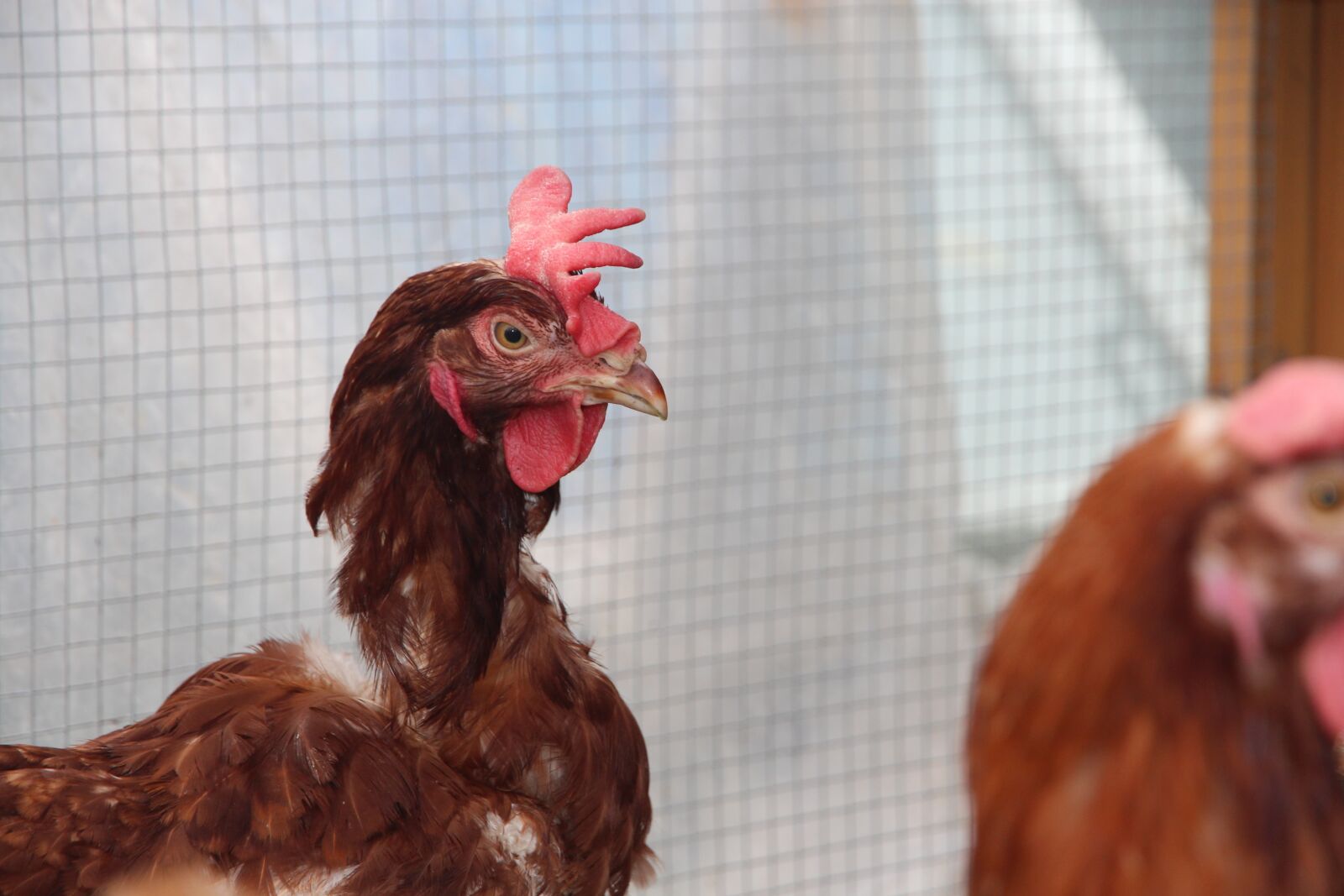 Canon EOS 650D (EOS Rebel T4i / EOS Kiss X6i) sample photo. Chicken, bird, feathered race photography