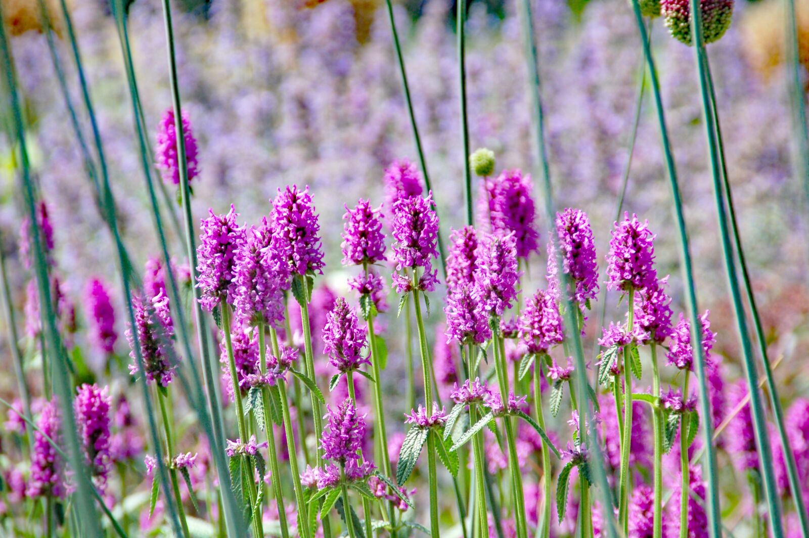 Nikon D50 sample photo. Purple, flower, bloom photography