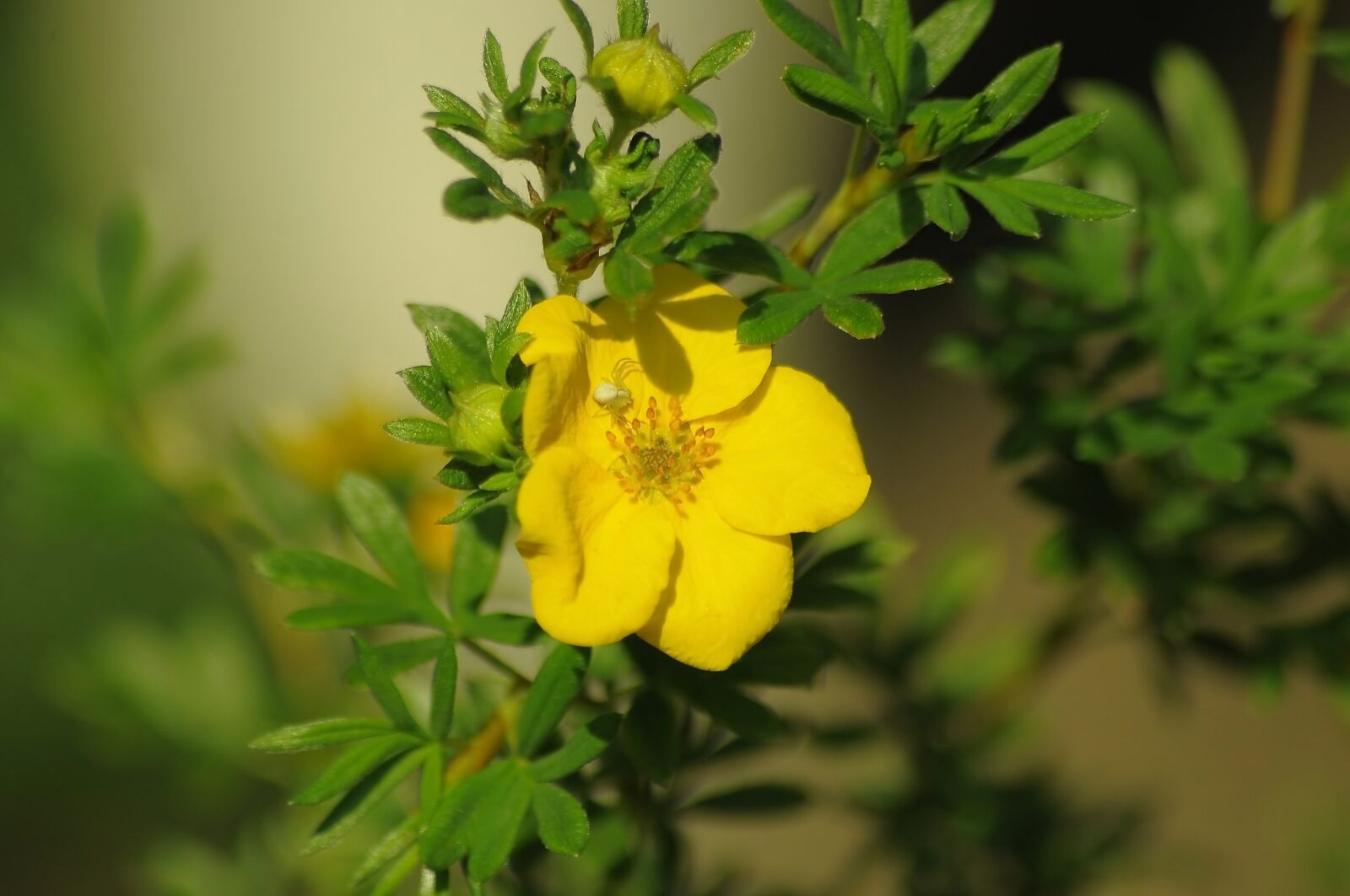 Nikon D90 sample photo. A yellow flower, cinquefoil photography