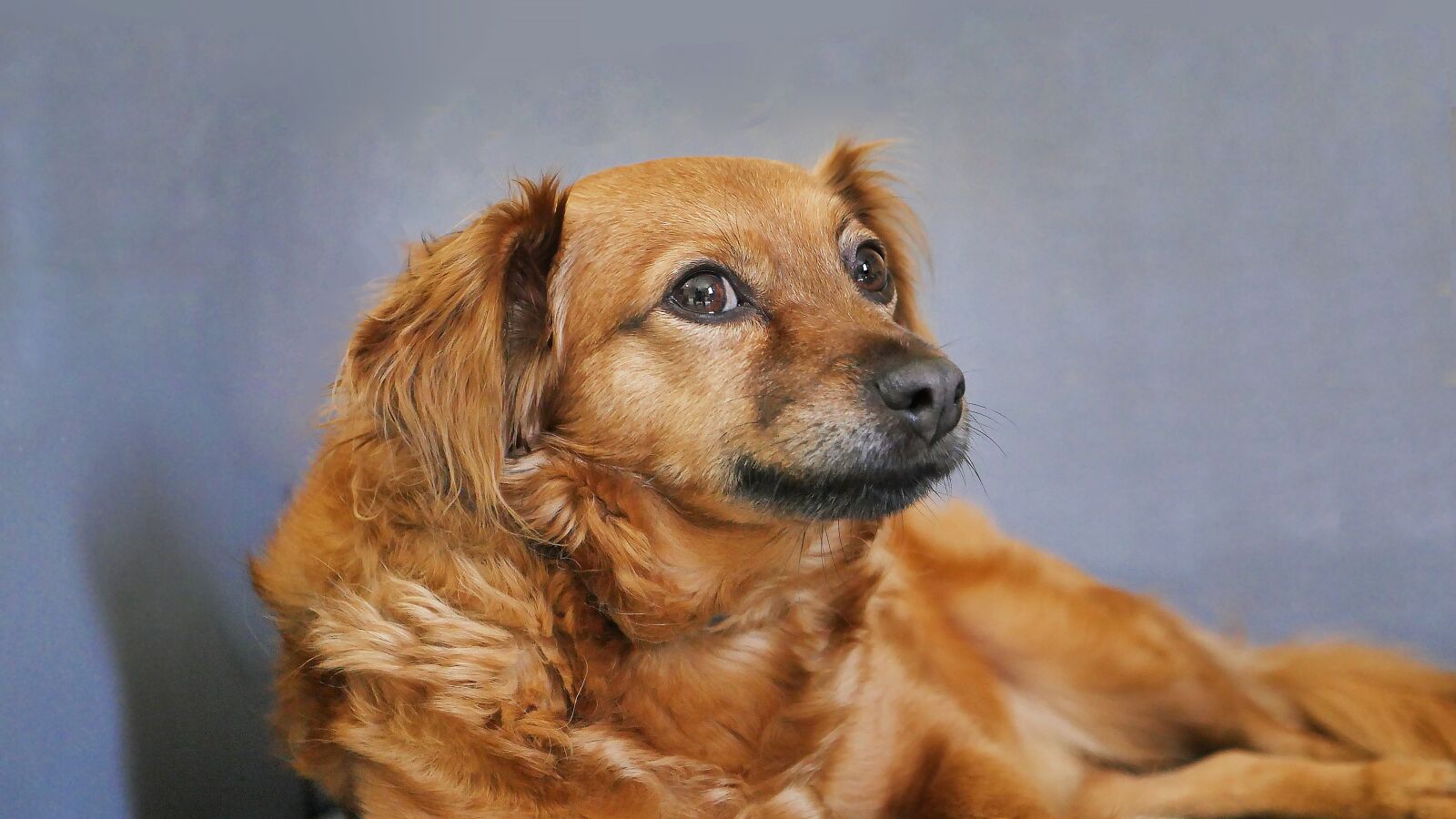Panasonic Lumix DMC-GH4 sample photo. Dog, cute, animal photography