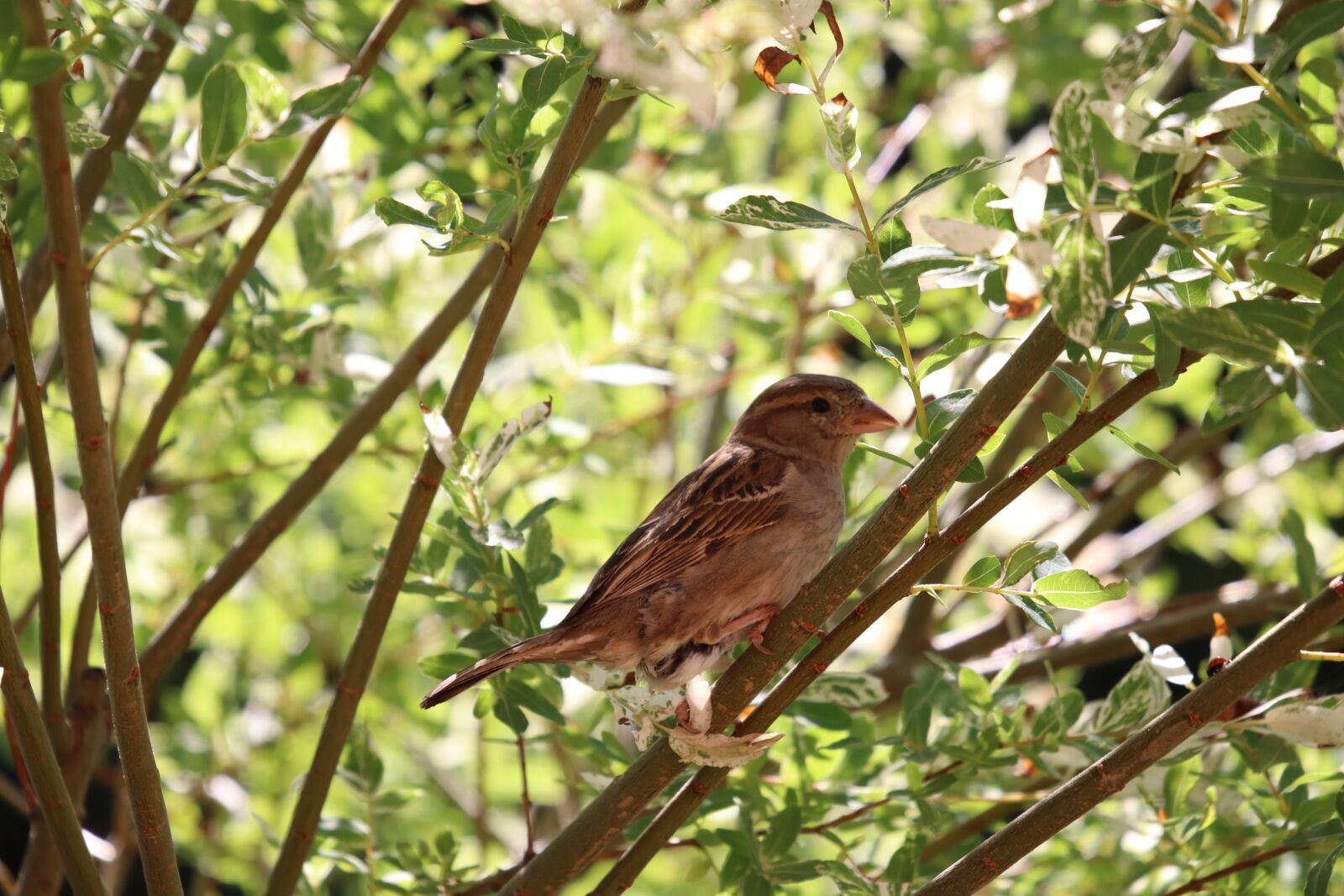 Sigma 100-400mm F5-6.3 DG OS HSM sample photo. Sparrow, bird, sperling photography