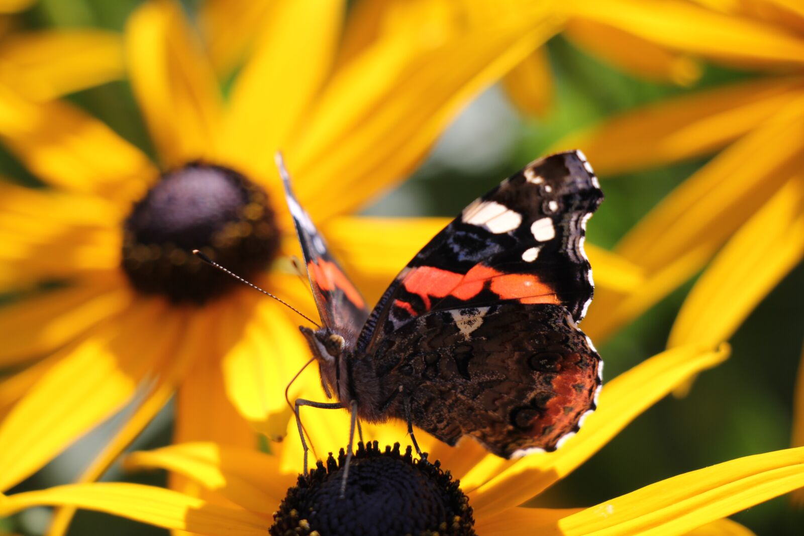 Canon EOS 60D sample photo. Butterfly, animal, bug photography