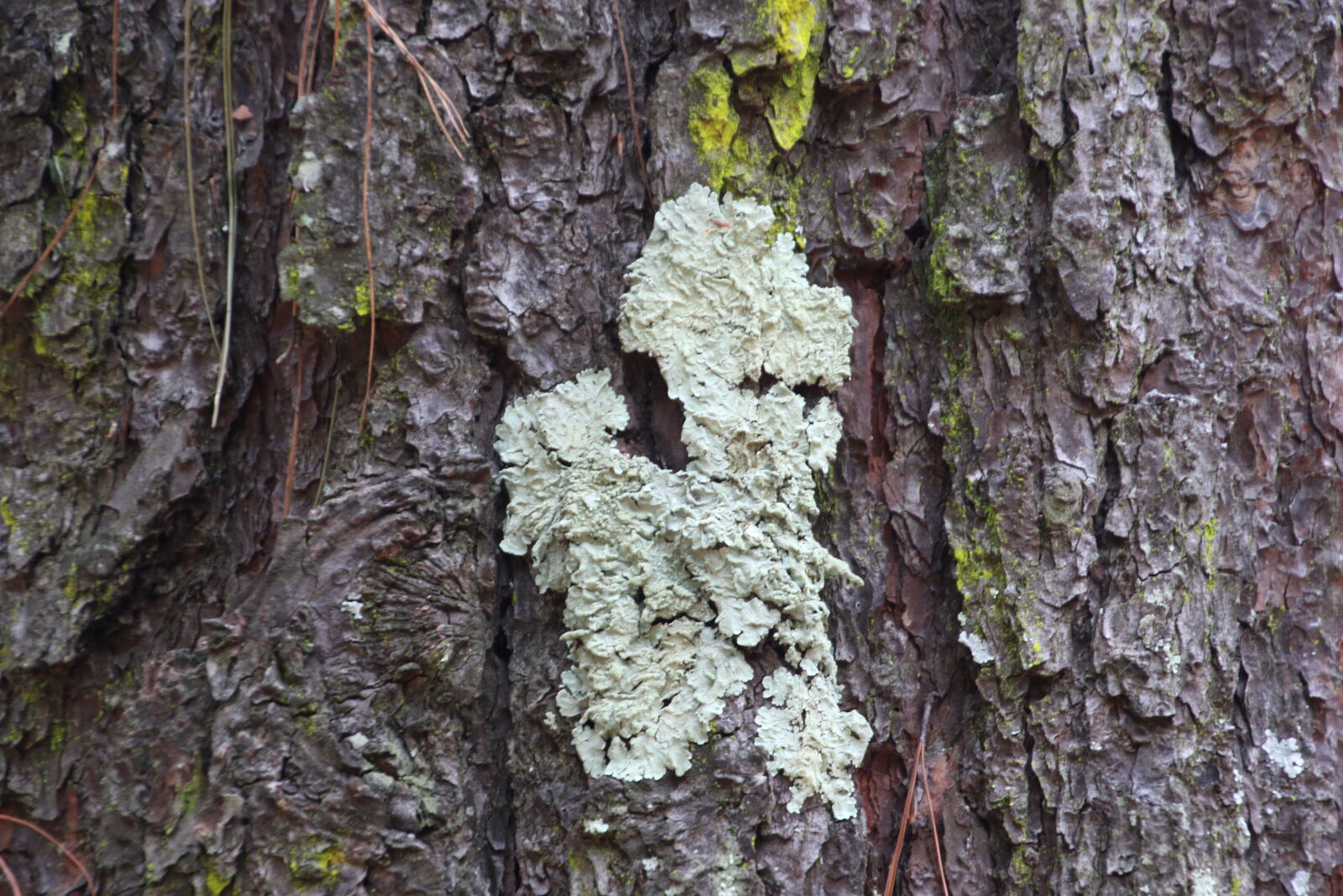 Canon EOS 7D Mark II sample photo. Background, bark, brown, moss photography
