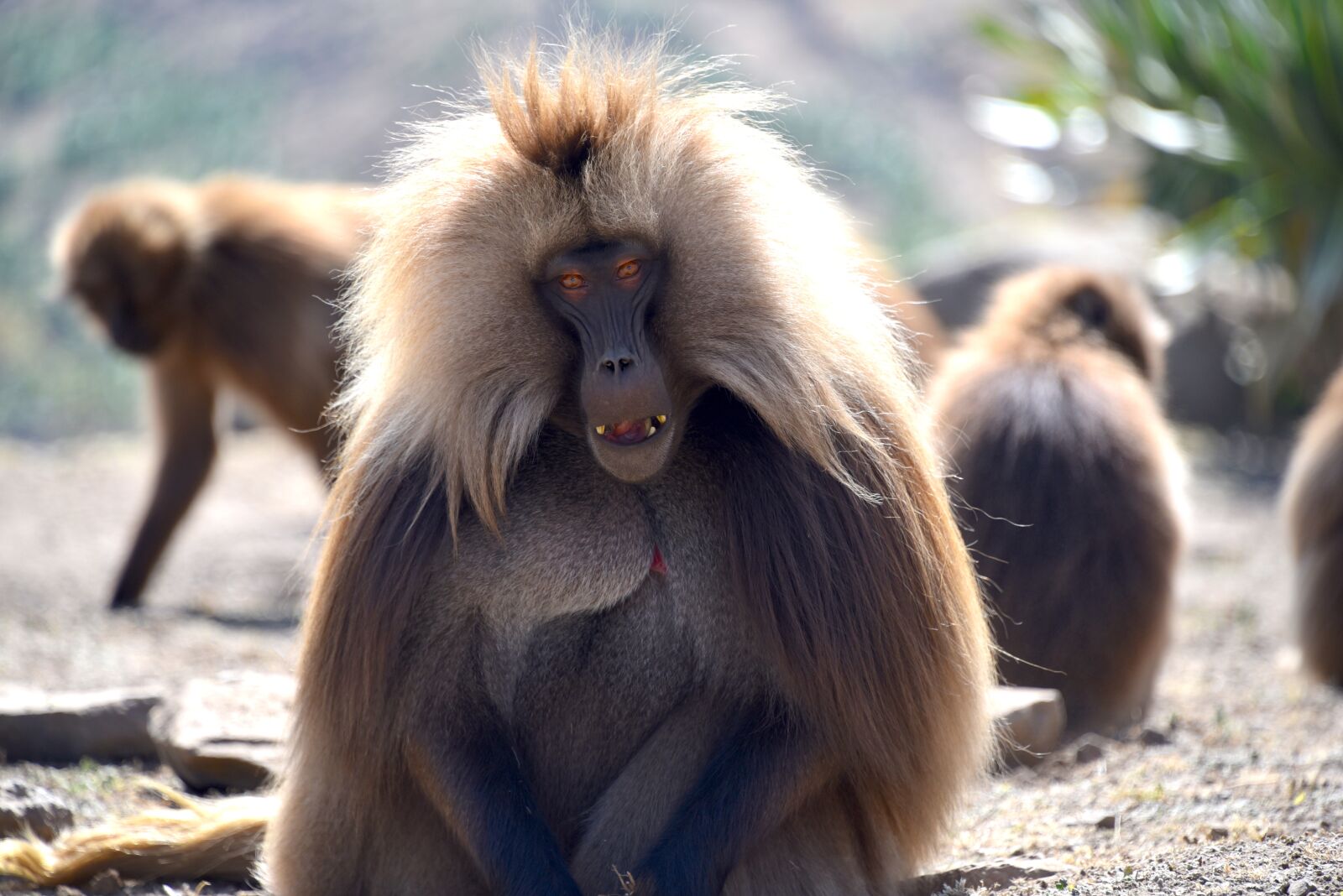 Nikon D750 sample photo. Ethiopia, simien, mountain photography