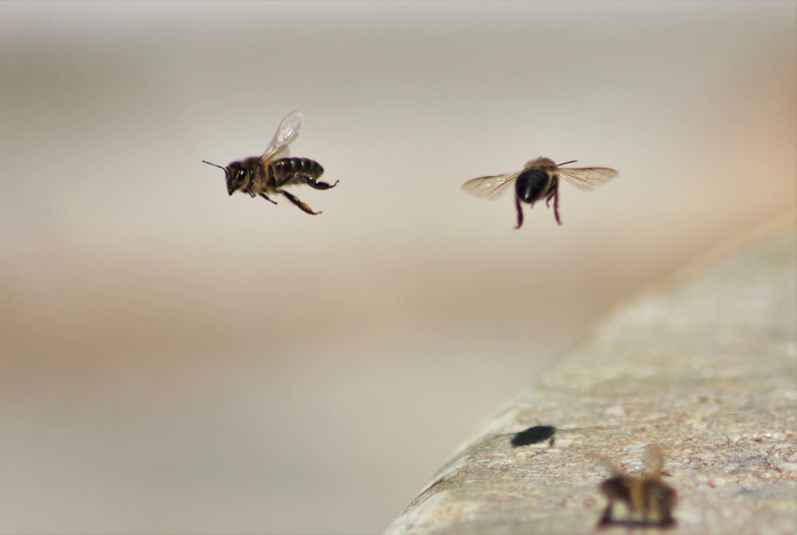 Canon EOS 550D (EOS Rebel T2i / EOS Kiss X4) sample photo. Bees, wasps, water photography