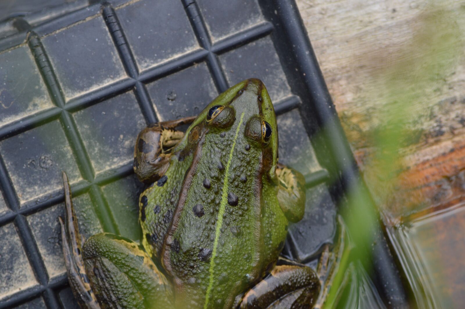 Nikon D3200 sample photo. Frog, pond, animal photography
