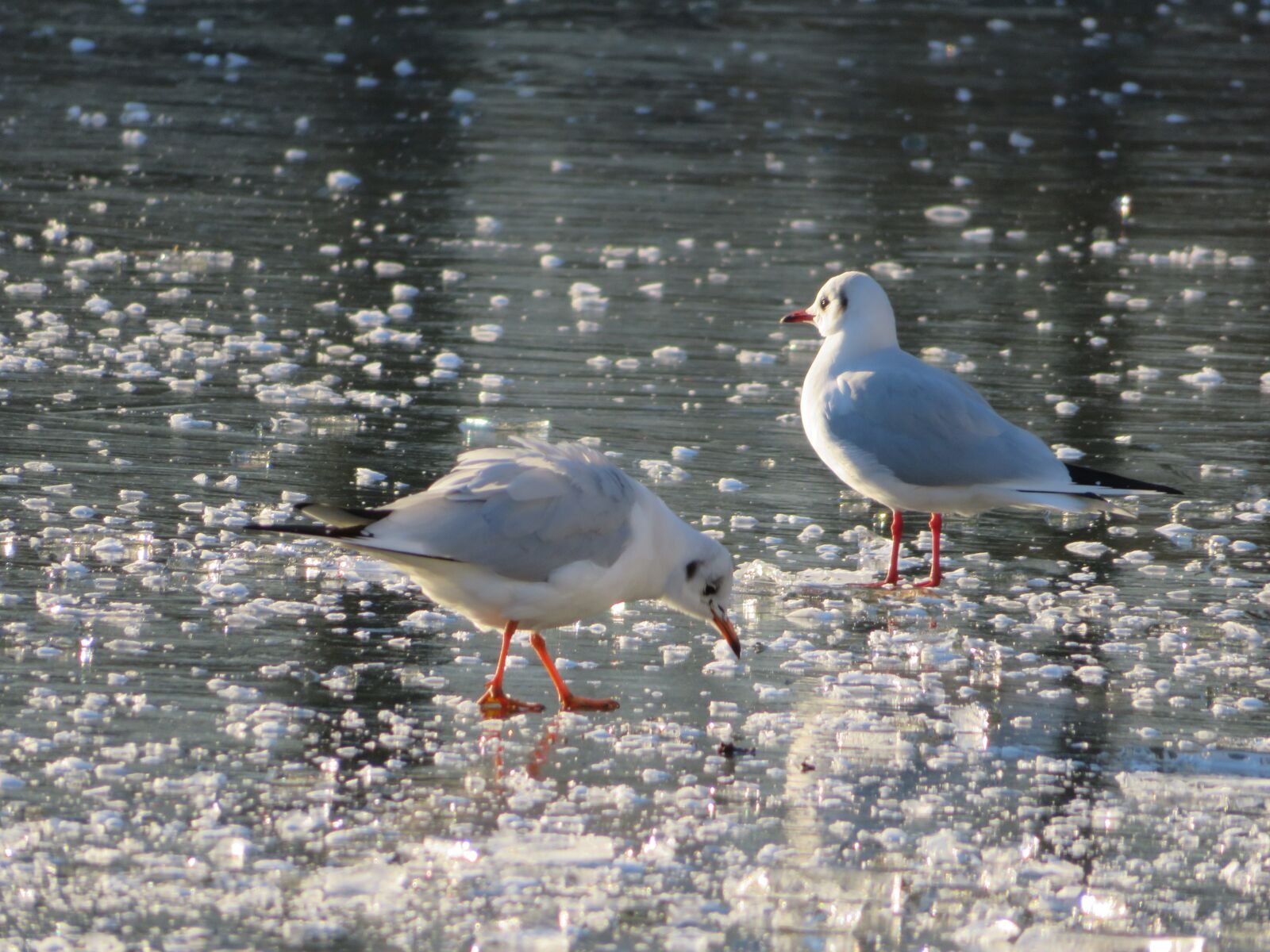 Canon PowerShot SX720 HS sample photo. Gulls, ice, winter photography