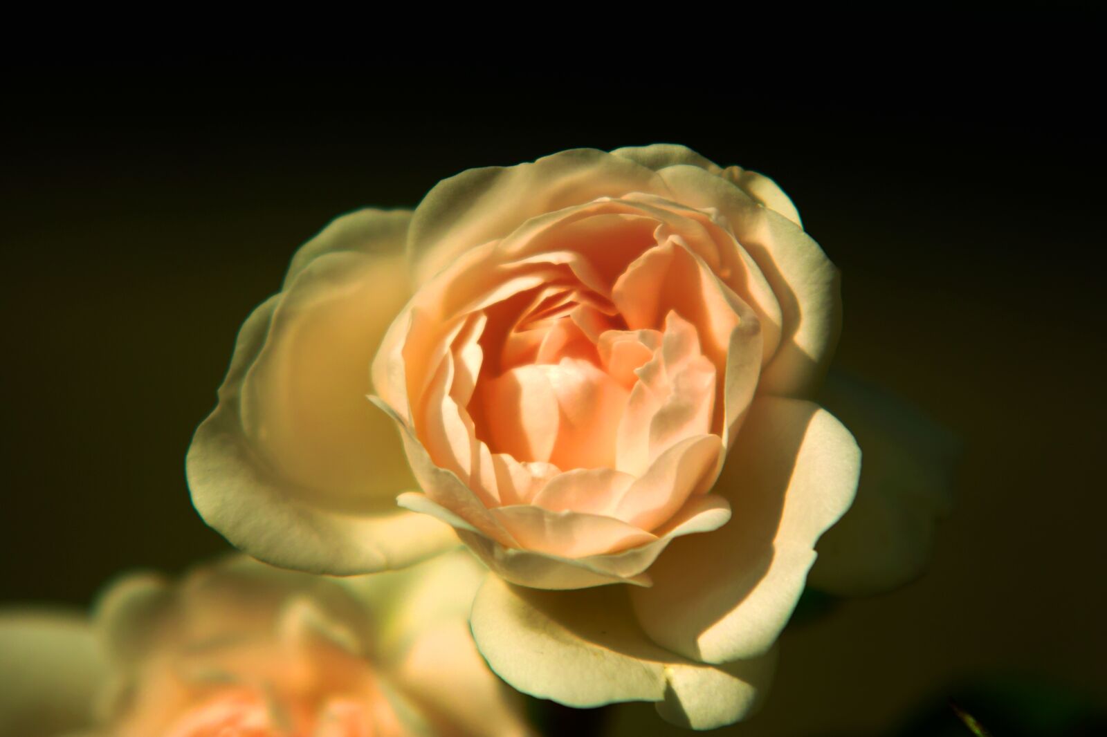 Sigma SD14 sample photo. Rose, rose bloom, plant photography