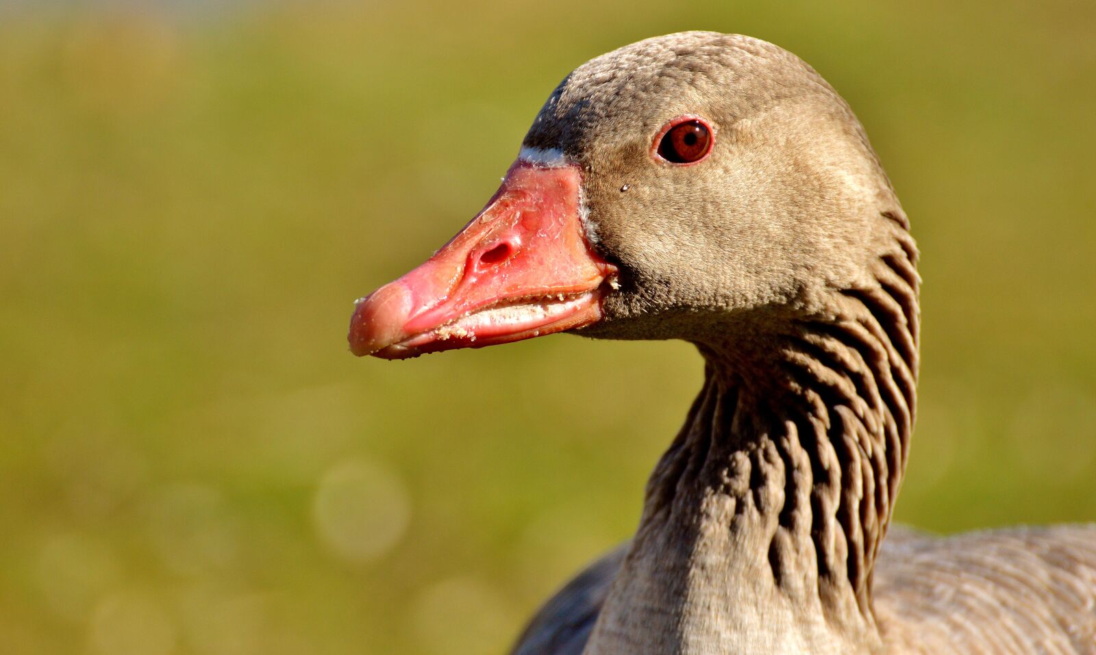 Nikon D3200 sample photo. Goose, water bird, animal photography