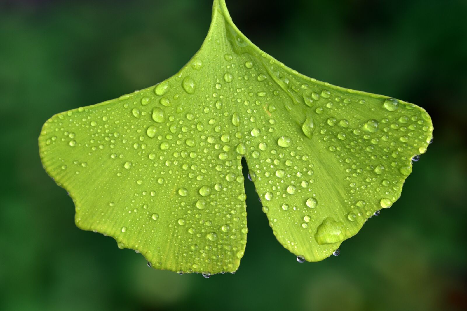 Nikon D750 sample photo. Ginko, leaf, nature photography